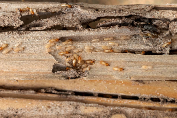 Best Commercial Pest Control Services  in Dupont, PA
